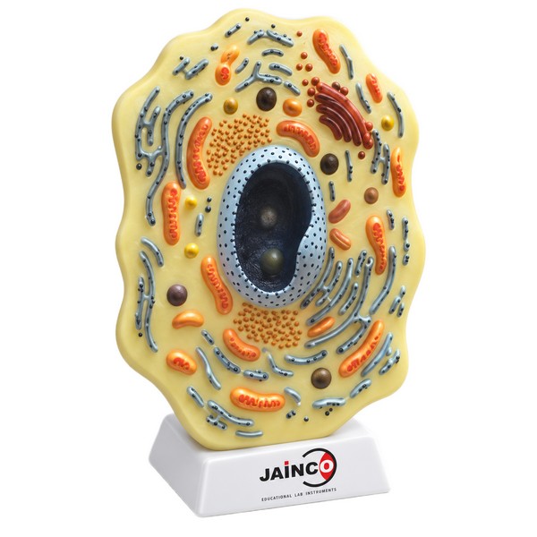 Cell Superstructure (with Cell Organelles)